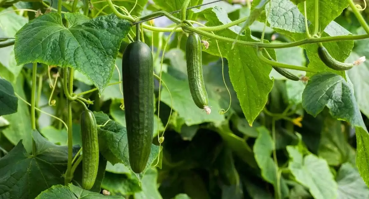خیار گلخانه ای
