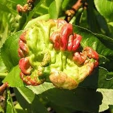 پیچیدگی برگ هلو