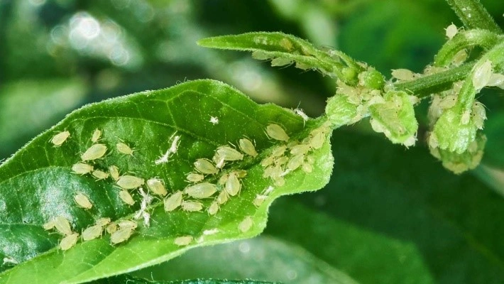 عکس شته